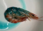 虾煮熟“蓝得吓人”？盒马：可正常食用